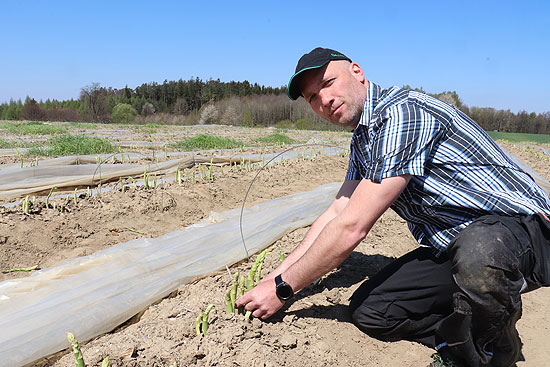 ....sowie auch grüner Spargel, der wie hier von Franz Nestler demonstriert direkt an der Oberfläche geschnitten und nicht gestochen wird wie der weiße Spargel   (©Foto: Martin Scvchmitz)